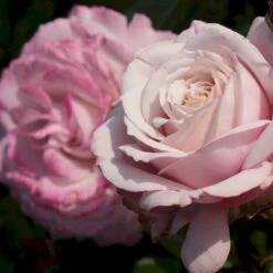 'Rosenfaszination'® Rosa X 'Rosenfaszination'® (Buketrose) A-Kvalitet,- Barrods Roser Min. 3 Grene -Plantetorvet Butik p35410 53639 rosa x rosenfaszination buketrose db22