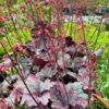 Alunrod 'Grape Timeless' Heuchera 'Grape Timeless' 1 Liter Potte 1 Alunrod 'Grape Timeless' Heuchera 'Grape Timeless' 1 Liter Potte -Plantetorvet Butik p35535 52805 heuchera grape timeless d2e6