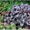 Alunrod 'Timeless Treasure' Heuchera 'Timeless Treasure' 1 Liter Potte 2 Alunrod 'Timeless Treasure' Heuchera 'Timeless Treasure' 1 Liter Potte -Plantetorvet Butik p35583 37560 heuchera timeless treasure de37