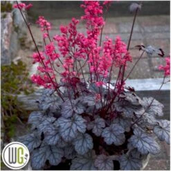 Alunrod 'Timeless Treasure' Heuchera 'Timeless Treasure' 1 Liter Potte 5 Alunrod 'Timeless Treasure' Heuchera 'Timeless Treasure' 1 Liter Potte -Plantetorvet Butik p35583 40700 heuchera timeless treasure 732f
