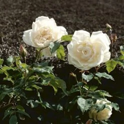 'Mme Alfred Carrière' Rosa Noisettana 'Mme Alfred Carrière' (Slyngrose) A-Kvalitet,- Barrods Roser Min. 3 Grene