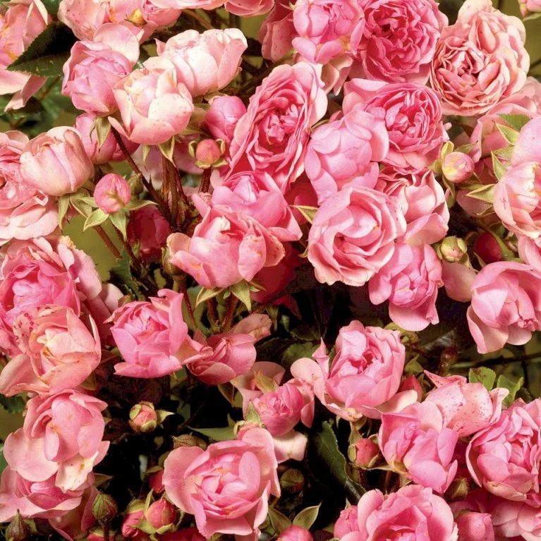'Bayernland Cover'® Rosa X 'Bayernland Cover'® (Bunddækkerose) A-Kvalitet,- barrods roser min. 3 grene 'Bayernland Cover'® Rosa X 'Bayernland Cover'® (Bunddækkerose) A-Kvalitet,- Barrods Roser Min. 3 Grene -Plantetorvet Butik p355 51926 rosa x bayernland cover bunddaekkerose abaa