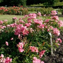 'Bayernland Cover'® Rosa X 'Bayernland Cover'® (Bunddækkerose) A-Kvalitet,- Barrods Roser Min. 3 Grene 4 'Bayernland Cover'® Rosa X 'Bayernland Cover'® (Bunddækkerose) A-Kvalitet,- Barrods Roser Min. 3 Grene -Plantetorvet Butik p355 51927 rosa x bayernland cover bunddaekkerose a972
