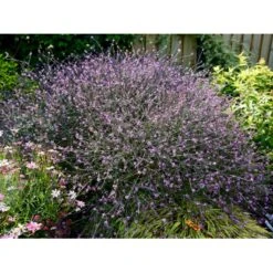 Læge-Jernurt 'Bampton' Verbena Officinalis 'Bampton' 1 Liter Potte