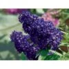 Sommerfuglebusk Buzz 'Midnight' Buddleja Buzz 'Midnight' 3,0 Liter Potte 2 Sommerfuglebusk Buzz 'Midnight' Buddleja Buzz 'Midnight' 3,0 Liter Potte -Plantetorvet Butik p35710 38056 buddleja buzz midnight d08c