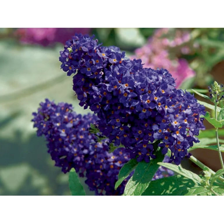 Sommerfuglebusk Buzz 'Midnight' Buddleja Buzz 'Midnight' 3,0 liter potte Sommerfuglebusk Buzz 'Midnight' Buddleja Buzz 'Midnight' 3,0 Liter Potte -Plantetorvet Butik p35710 38056 buddleja buzz midnight d08c