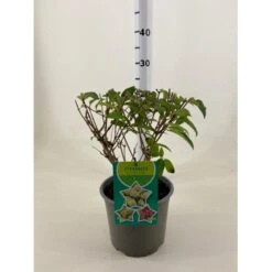 Kompakt Syrén-Hortensia 'Petit Star' Hydrangea Paniculata 'Petit Star' Potte 3,0 Liter,- 30-40 Cm.