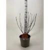 Blærespiræa 'Diable DOr' Physocarpus Opulifolius 'Diable DOr' Potte 3,0 Liter,- 30-40 Cm.