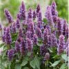Anisisop 'Beelicious Purple' Agastache 'Beelicious Purple' 1 Liter Potte -Plantetorvet Butik p35843 39089 agastache beelicious purple 5170