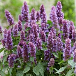 Anisisop 'Beelicious Purple' Agastache 'Beelicious Purple' 1 Liter Potte