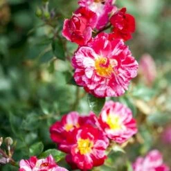 'Candy Cover'® Rosa X 'Candy Cover'® (Bunddækkerose) A-Kvalitet,- Barrods Roser Min. 3 Grene -Plantetorvet Butik p358 51935 rosa x candy cover bunddaekkerose ab30