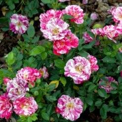 'Candy Cover'® Rosa X 'Candy Cover'® (Bunddækkerose) A-Kvalitet,- Barrods Roser Min. 3 Grene -Plantetorvet Butik p358 51937 rosa x candy cover bunddaekkerose 9a28
