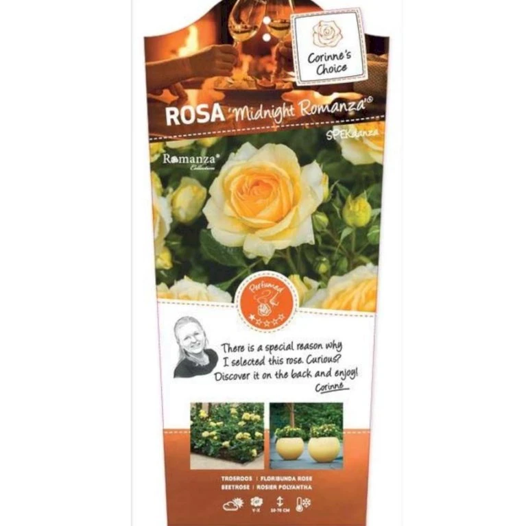 'Midnight Romanza' Rosa 'Midnight Romanza' 3,0 liter potte 'Midnight Romanza' Rosa 'Midnight Romanza' 3,0 Liter Potte -Plantetorvet Butik p35916 39753 rosa midnight romanza 297c