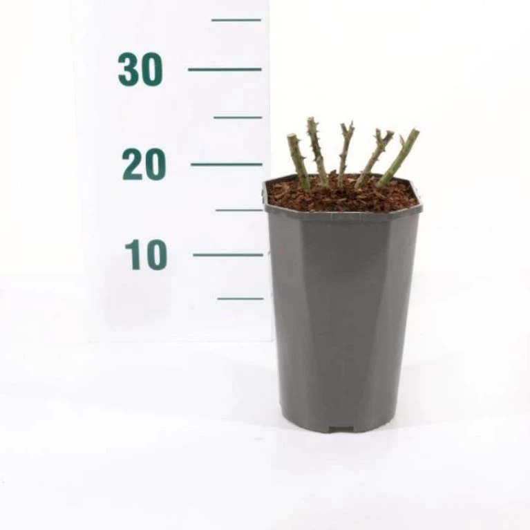 'Midnight Romanza' Rosa 'Midnight Romanza' 3,0 liter potte 'Midnight Romanza' Rosa 'Midnight Romanza' 3,0 Liter Potte -Plantetorvet Butik p35916 45580 rosa midnight romanza ad6a