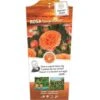 'Orange Meilove' Rosa X 'Orange Meilove' 3,0 Liter Potte -Plantetorvet Butik p35926 39742 rosa x orange meilove 5886