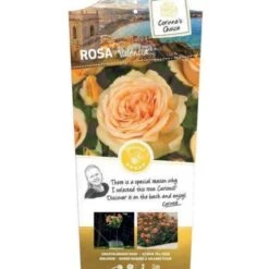 'Valencia' Rosa X 'Valencia' 3,0 Liter Potte