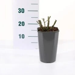 'Valencia' Rosa X 'Valencia' 3,0 Liter Potte -Plantetorvet Butik p35936 45561 rosa x valencia eba9