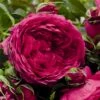 'Soul'® (syn. Ryslinge Rosen) Rosa X 'Soul'® (Storblomstrende) A-Kvalitet,- Barrods Roser Min. 3 Grene -Plantetorvet Butik p35946 53446 rosa x soul storblomstrende 2233