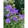 Nælde-Klokke Campanula Trachelium 2 Liter Potte