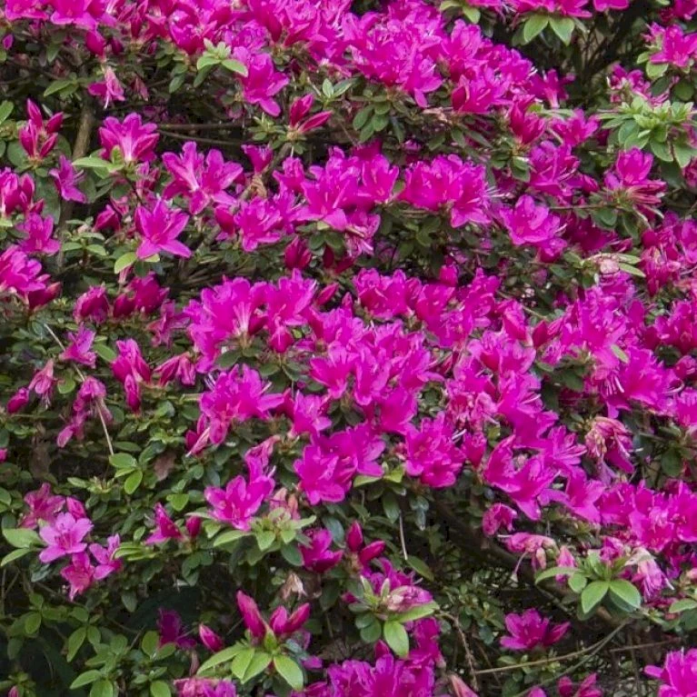 Japansk Azalea 'Vason' Rhododendron 'Vason' 2 Liter potte Japansk Azalea 'Vason' Rhododendron 'Vason' 2 Liter Potte -Plantetorvet Butik p36020 50832 rhododendron vason 19fb