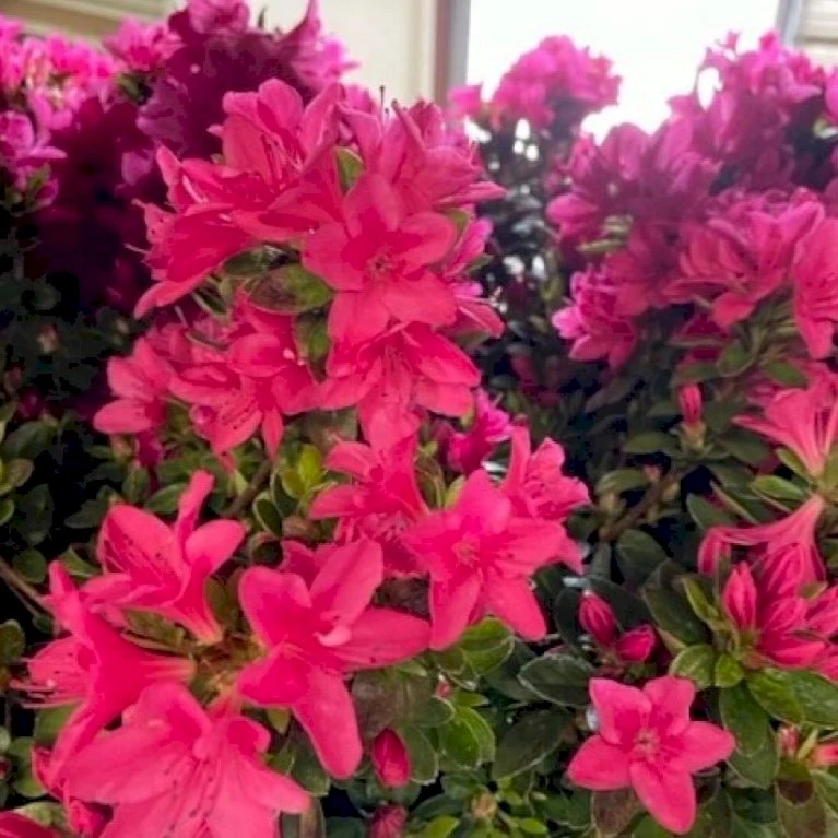 Japansk Azalea 'Vason' Rhododendron 'Vason' 2 Liter potte Japansk Azalea 'Vason' Rhododendron 'Vason' 2 Liter Potte -Plantetorvet Butik p36020 50833 rhododendron vason 4436