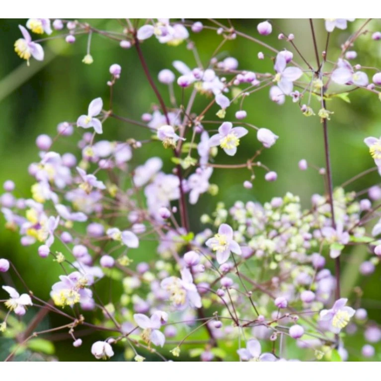 Kæmpe Violfrøstjerne 'Elin' Thalictrum 'Elin' 1 liter potte Kæmpe Violfrøstjerne 'Elin' Thalictrum 'Elin' 1 Liter Potte -Plantetorvet Butik p36032 39643 thalictrum elin 5598