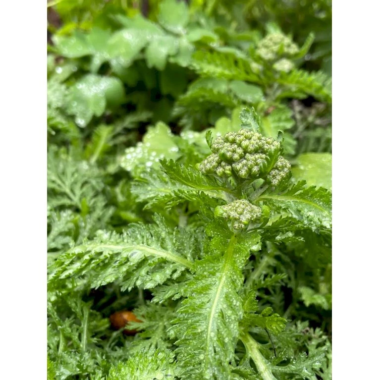 Røllike 'Milly Rock Rose' Achillea Millefolium 'Milly Rock Rose' 3,5 liter potte Røllike 'Milly Rock Rose' Achillea Millefolium 'Milly Rock Rose' 3,5 Liter Potte -Plantetorvet Butik p36036 41057 achillea millefolium milly rock rose e641