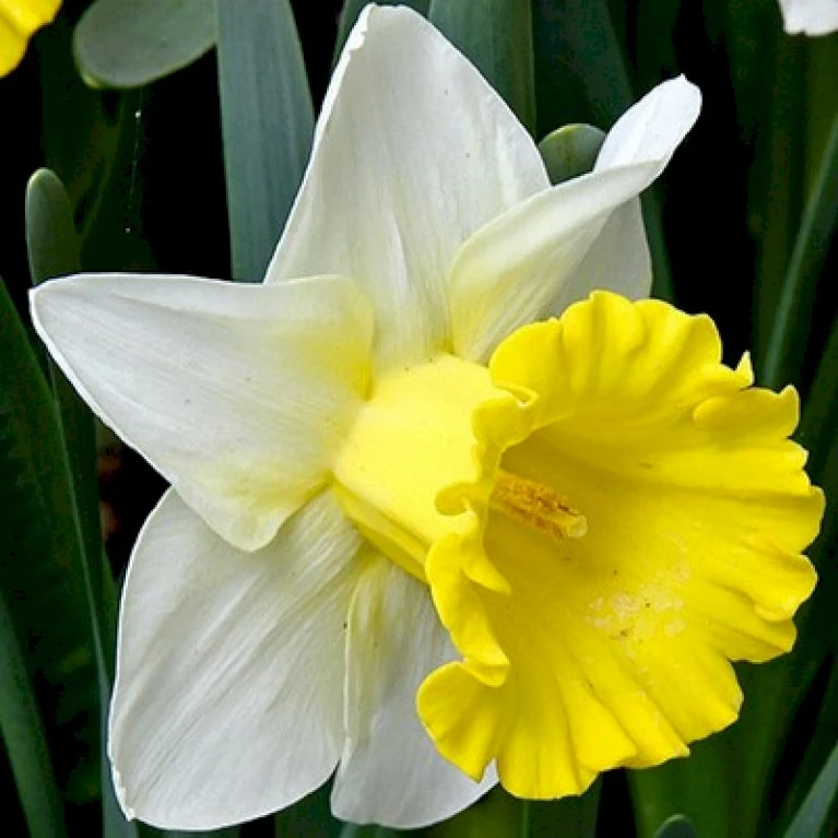 Påskelilje 'Las Vegas' Narcissus 'Las Vegas' Blomsterløg, Antal pr. pakke, Ca. 5 stk. Påskelilje 'Las Vegas' Narcissus 'Las Vegas' Blomsterløg, Antal Pr. Pakke, Ca. 5 Stk. -Plantetorvet Butik p36103 49850 narcissus las vegas 1fd5