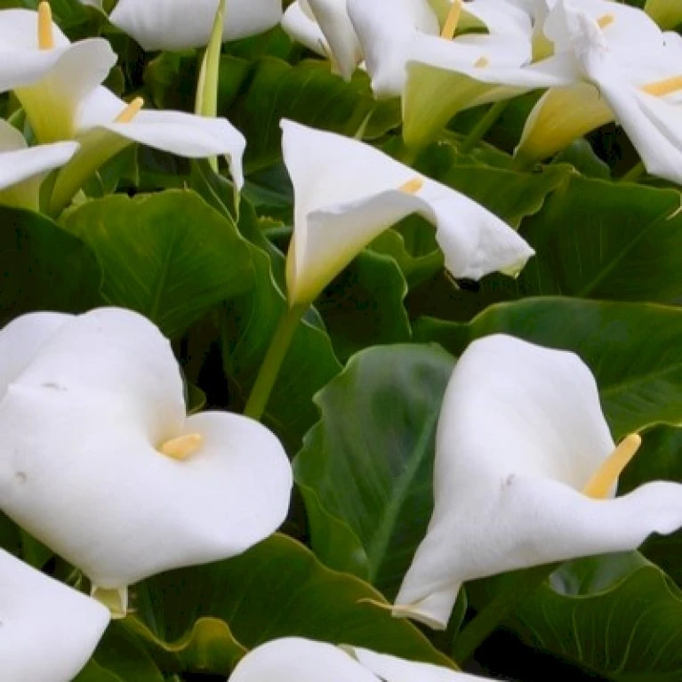 Kalla Zanthedechia Aethiopia Blomsterløg, Antal pr. pakke, Ca. 1 stk. Kalla Zanthedechia Aethiopia Blomsterløg, Antal Pr. Pakke, Ca. 1 Stk. -Plantetorvet Butik p36181 50499 zanthedechia aethiopia a326