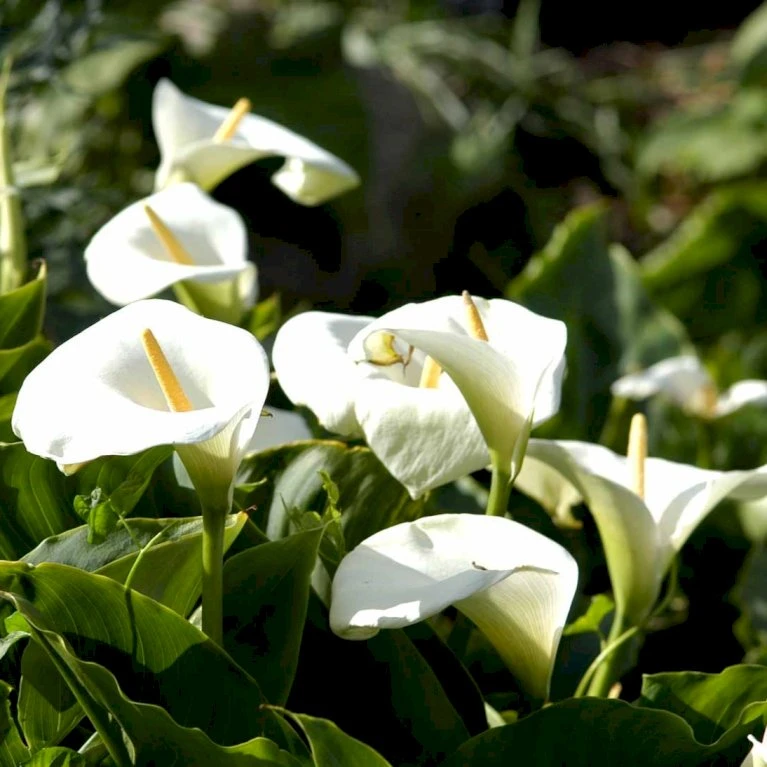 Kalla Zanthedechia Aethiopia Blomsterløg, Antal pr. pakke, Ca. 1 stk. Kalla Zanthedechia Aethiopia Blomsterløg, Antal Pr. Pakke, Ca. 1 Stk. -Plantetorvet Butik p36181 50501 zanthedechia aethiopia 10b9