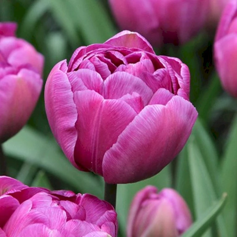 Tulipan 'Double Lilac' XXL Tulips 'Double Lilac' Blomsterløg, Antal pr. pakke, Ca. 15 stk. Tulipan 'Double Lilac' XXL Tulips 'Double Lilac' Blomsterløg, Antal Pr. Pakke, Ca. 15 Stk. -Plantetorvet Butik p36213 50103 tulips double lilac 8e7a