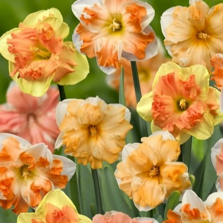 Påskelilje 'Butterfly' Mix XXL Narcissus 'Butterfly' Mix Blomsterløg, Antal pr. pakke, Ca. 10 stk. Påskelilje 'Butterfly' Mix XXL Narcissus 'Butterfly' Mix Blomsterløg, Antal Pr. Pakke, Ca. 10 Stk. -Plantetorvet Butik p36249 49780 narcissus butterfly mix f8dc