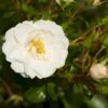 'Diamond Border'® Rosa X 'Diamond Border'® (Bunddækkerose) A-Kvalitet,- Barrods Roser Min. 3 Grene 1 'Diamond Border'® Rosa X 'Diamond Border'® (Bunddækkerose) A-Kvalitet,- Barrods Roser Min. 3 Grene -Plantetorvet Butik p362 51943 rosa x diamond border bunddaekkerose acc8
