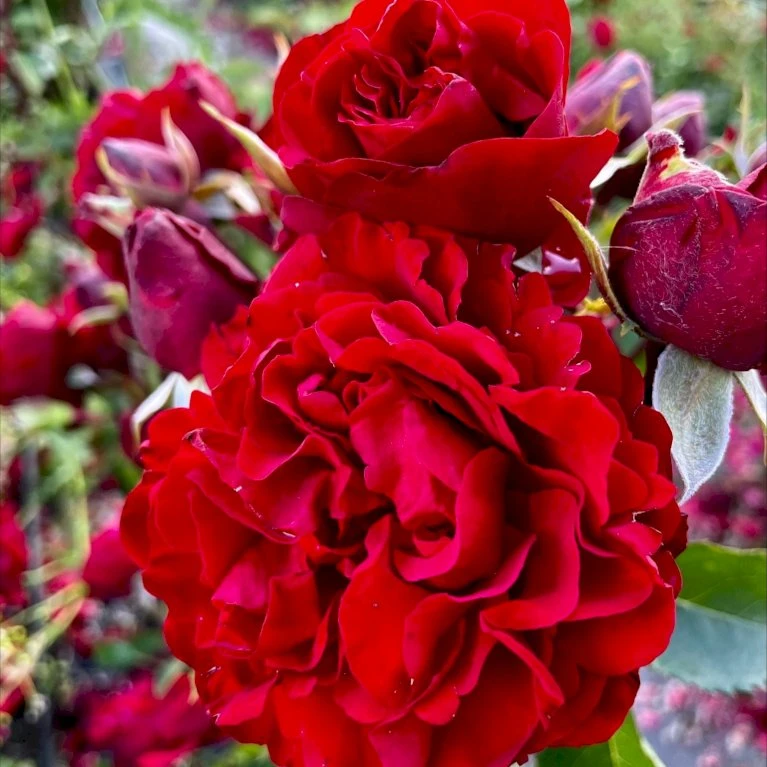 'Crazy In Love Red'™ Rosa X 'Crazy In Love Red'™ (Slyngrose) A-Kvalitet,- barrods roser min. 3 grene 'Crazy In Love Red'™ Rosa X 'Crazy In Love Red'™ (Slyngrose) A-Kvalitet,- Barrods Roser Min. 3 Grene -Plantetorvet Butik p36325 53268 rosa x crazy in love red slyngrose 67d7