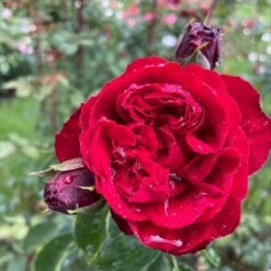 'Crazy In Love Red'™ Rosa X 'Crazy In Love Red'™ (Slyngrose) A-Kvalitet,- Barrods Roser Min. 3 Grene 3 'Crazy In Love Red'™ Rosa X 'Crazy In Love Red'™ (Slyngrose) A-Kvalitet,- Barrods Roser Min. 3 Grene -Plantetorvet Butik p36325 53269 rosa x crazy in love red slyngrose 9b1f