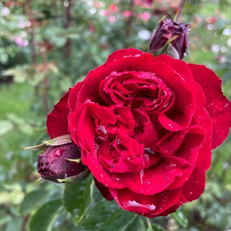 'Crazy In Love Red'™ Rosa X 'Crazy In Love Red'™ (Slyngrose) A-Kvalitet,- barrods roser min. 3 grene 'Crazy In Love Red'™ Rosa X 'Crazy In Love Red'™ (Slyngrose) A-Kvalitet,- Barrods Roser Min. 3 Grene -Plantetorvet Butik p36325 53269 rosa x crazy in love red slyngrose 9b1f