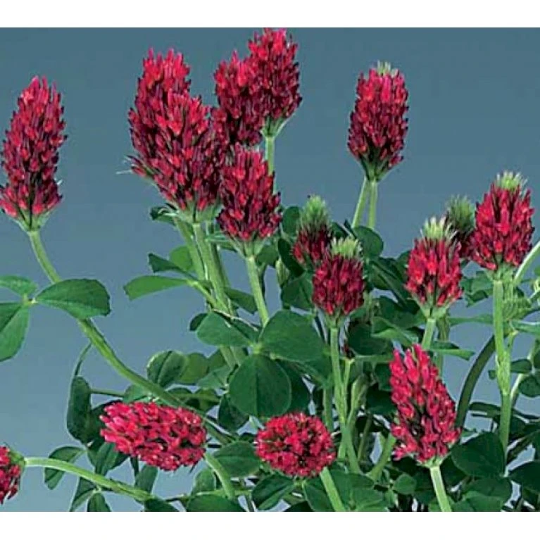 Fjerkløver Trifolium Rubens 1 liter potte Fjerkløver Trifolium Rubens 1 Liter Potte -Plantetorvet Butik p36481 40665 trifolium rubens 302d