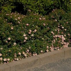 'Gentle Cover'® Rosa X 'Gentle Cover'® (Bunddækkerose) A-Kvalitet,- Barrods Roser Min. 3 Grene -Plantetorvet Butik p364 51962 rosa x gentle cover bunddaekkerose d3df