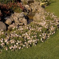 'Gentle Cover'® Rosa X 'Gentle Cover'® (Bunddækkerose) A-Kvalitet,- Barrods Roser Min. 3 Grene -Plantetorvet Butik p364 51963 rosa x gentle cover bunddaekkerose 7d6f