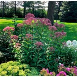 Hjortetrøst 'Baby Joe' Eupatorium Dubium 'Baby Joe' 1 Liter Potte