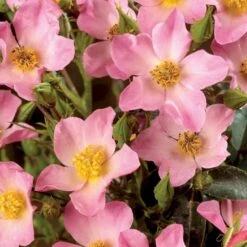 'Pink Cover'® Rosa X 'Pink Cover'® (Bunddækkerose) A-Kvalitet,- Barrods Roser Min. 3 Grene -Plantetorvet Butik p367 51975 rosa x pink cover bunddaekkerose a510