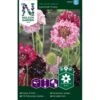 Enkeblomst 'Summer Fruits' Scabiosa Atropurpurea 'Summer Fruits' -Plantetorvet Butik p36934 43165 image 8259