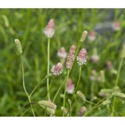 Kvæsurt 'Pink Tanna' Sanguisorba 'Pink Tanna' 1 Liter Potte -Plantetorvet Butik p37013 43754 sanguisorba pink tanna d1b6