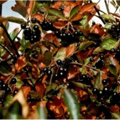 Blommebladet Surbær 'Nero' Aronia Prunifolia 'Nero' Opstammet 120 Cm. 12 Liter Potte