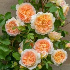 'Bathsheba' Rosa X 'Bathsheba' (Engelsk Rose) A-Kvalitet,- Barrods Roser Min. 3 Grene