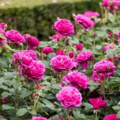 'James L. Austin' Rosa X 'James L. Austin' (Engelsk Rose) A-Kvalitet,- Barrods Roser Min. 3 Grene 5 'James L. Austin' Rosa X 'James L. Austin' (Engelsk Rose) A-Kvalitet,- Barrods Roser Min. 3 Grene -Plantetorvet Butik p37129 53038 rosa x james l austin engelsk rose d554