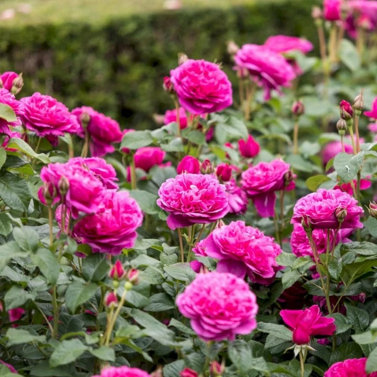 'James L. Austin' Rosa X 'James L. Austin' (Engelsk Rose) A-Kvalitet,- barrods roser min. 3 grene 'James L. Austin' Rosa X 'James L. Austin' (Engelsk Rose) A-Kvalitet,- Barrods Roser Min. 3 Grene -Plantetorvet Butik p37129 53038 rosa x james l austin engelsk rose d554