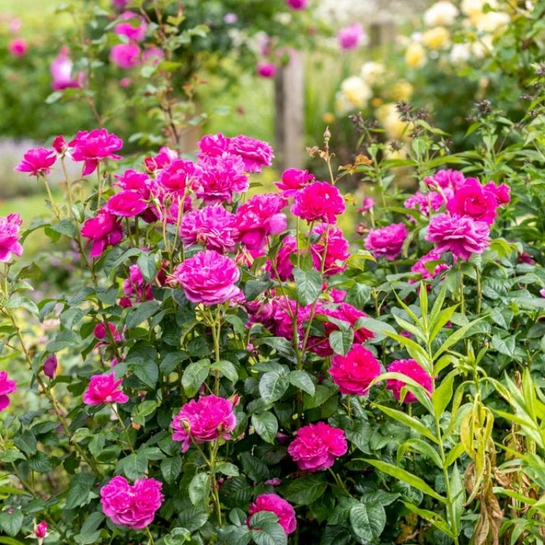 'James L. Austin' Rosa X 'James L. Austin' (Engelsk Rose) A-Kvalitet,- barrods roser min. 3 grene 'James L. Austin' Rosa X 'James L. Austin' (Engelsk Rose) A-Kvalitet,- Barrods Roser Min. 3 Grene -Plantetorvet Butik p37129 53039 rosa x james l austin engelsk rose ed70