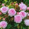 'Olivia Rose' Rosa X 'Olivia Rose' (Engelsk Rose) A-Kvalitet,- Barrods Roser Min. 3 Grene 1 'Olivia Rose' Rosa X 'Olivia Rose' (Engelsk Rose) A-Kvalitet,- Barrods Roser Min. 3 Grene -Plantetorvet Butik p37130 53070 rosa x olivia rose engelsk rose f958
