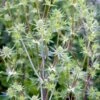 Russisk Mandstro 'White Glitter' Eryngium Planum 'White Glitter' 1 Liter Potte -Plantetorvet Butik p37139 46279 eryngium planum white glitter b090